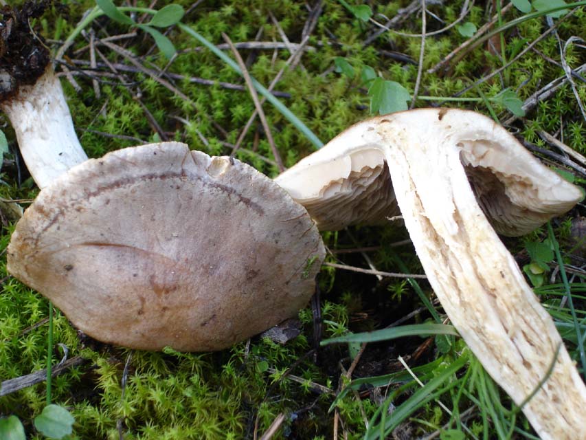 Hebeloma